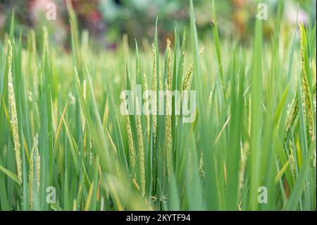 Gros plan sur la texture des épis de riz vert. Banque D'Images