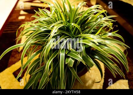 Chlorophytum comosum aka plante d'araignée, usine d'avion, Banque D'Images