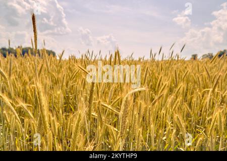Champ de blé le juillet avant la récolte, contexte agricole Banque D'Images