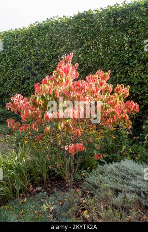 Cornus florida arc-en-ciel dans un jardin Devon, Angleterre Royaume-Uni Banque D'Images