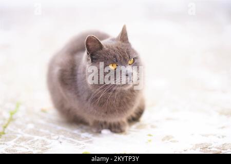 Le gros chat gris est assis sur une route enneigée en hiver. Banque D'Images