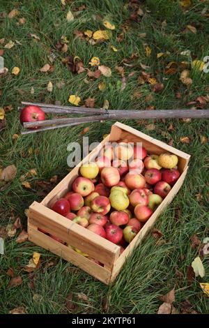 Pommes récoltées dans un plat de fruits en bois et un préparateur de pommes traditionnel ou fait maison fabriqué à partir de la branche de l'arbre de Hazel commun, Corylus avellana Banque D'Images