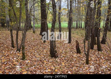 Forêt mixte de peupliers avec trunks de peupliers noirs, Populus nigra et Polars blancs, Populus alba, en automne avec feuilles d'automne sur le plancher forestier Banque D'Images