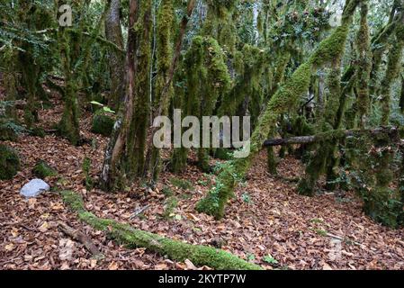 Lichen à barbe verte, Usnea sp, affectant les arbres à boîte commune ou la forêt de buis, Buxus sempervirens Banque D'Images