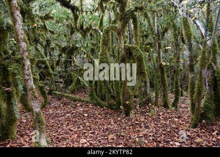 Lichen à barbe verte, Usnea sp, affectant les arbres à boîte commune ou la forêt de buis, Buxus sempervirens Banque D'Images