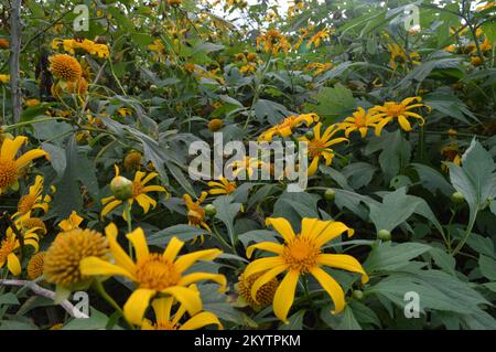 beauté jaune tournesol sauvage en fleurs à l'automne, la photo a été prise dans la campagne du vietnam Banque D'Images