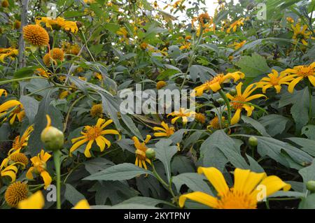 beauté jaune tournesol sauvage en fleurs à l'automne, la photo a été prise dans la campagne du vietnam Banque D'Images