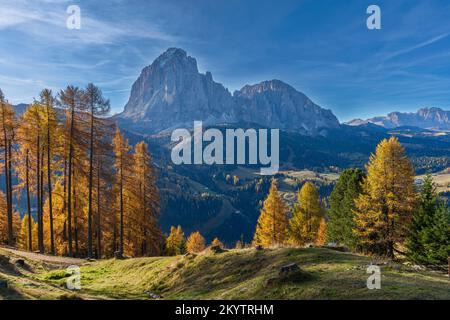 Vue d'automne sur les groupes dolomites de Sassolungo et Sassopiatto, avec mélèze en premier plan Banque D'Images