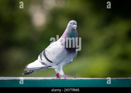 portrait du corps entier du pigeon d'origine mâle debout à l'extérieur Banque D'Images