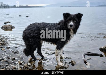 Vue latérale d'un chien collie très humide en regardant vers l'appareil photo après avoir pris un bain pour récupérer un bâton du Loch Lomond, Écosse Royaume-Uni Banque D'Images
