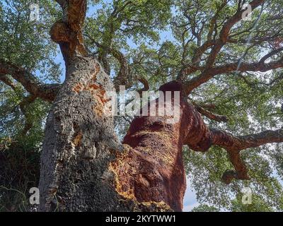 Vieux chêne-liège avec écorce d'arbre robuste après le liège pour bouteilles de vin a été récolté en Corse, France Banque D'Images