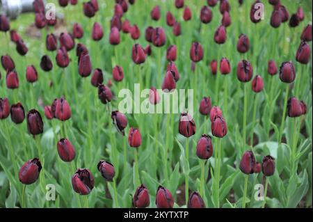 Tulipes à franges rouge foncé (Tulipa) Vincent van Gogh fleurit dans un jardin en avril Banque D'Images