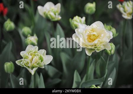 Les tulipes à fleurs de pivoines tardives (Tulipa) fleurissent dans un jardin en avril Banque D'Images