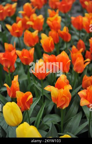 Tulipes orange Kaufmanniana (Tulipa) Willemijn fleurit dans un jardin en avril Banque D'Images
