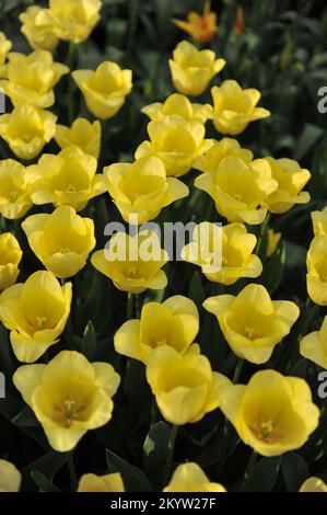 Tulipes de Triumph jaune (Tulipa) l'amitié mondiale fleurit dans un jardin en mars Banque D'Images