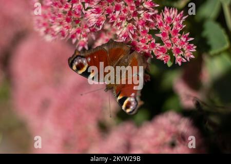 Un papillon de paon mange sur une fleur rose de Sedum - chou de lièvre. Un parterre de fleurs pollinisation par les insectes. Les papillons volent. Nature ensoleillé jour. Insecte. Ailes de papillon. Plante verte en gros plan. Banque D'Images