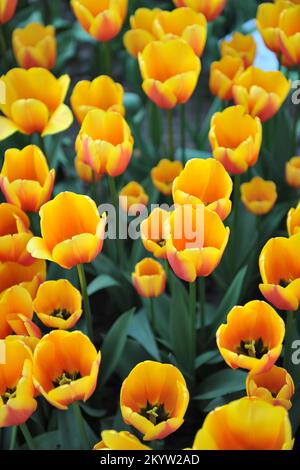 Rouge et jaune Darwin tulipes hybrides (Tulipa) la paix mondiale fleurissent dans un jardin en avril Banque D'Images