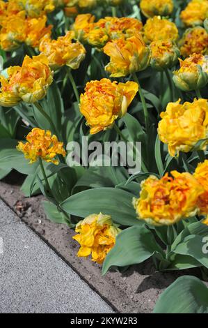 Double tulipes à fleurs de pivoines (Tulipa) Cilesta jaune fleurissent dans un jardin en avril Banque D'Images