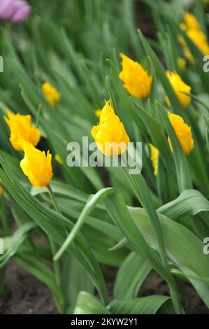 Tulipes triomphales (Tulipa) le feu jaune fleurit dans un jardin en avril Banque D'Images