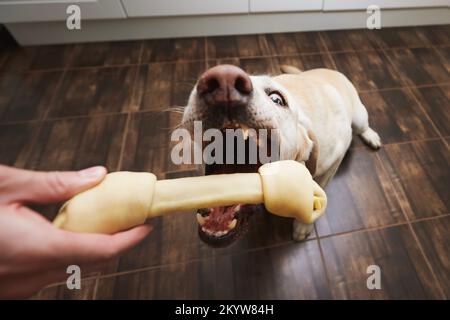 Un chien heureux prend l'os à mâcher du propriétaire de l'animal. Vue incroyable sur le Labrador Retriver drôle à la cuisine maison. Banque D'Images