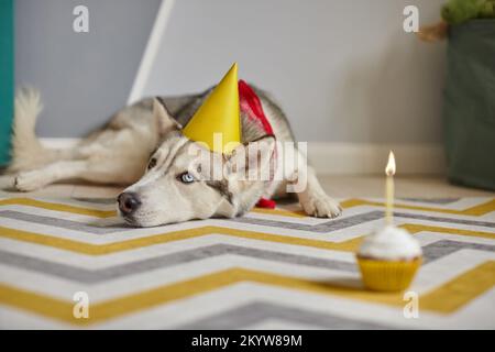 L'animal de compagnie d'anniversaire se trouve sur le sol et regarde le gâteau d'anniversaire avec une bougie Banque D'Images