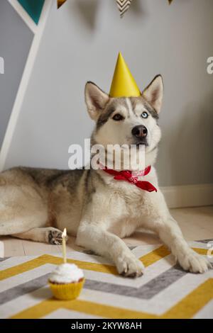 L'animal de compagnie d'anniversaire se trouve sur le sol et regarde le gâteau d'anniversaire avec une bougie Banque D'Images