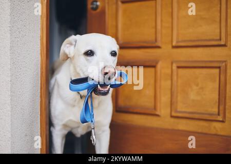 Chien mignon attendant de marcher dans la porte de la maison. Labrador retriever tenant la laisse dans la bouche. Banque D'Images