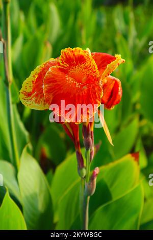 Gros plan de la Canna Lily florissant dans le jardin Banque D'Images