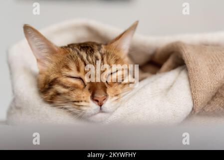 Un joli chat Bengale peut dormir dans une chambre confortable. Banque D'Images