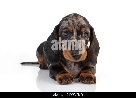Curieux dachshund en marbre chiot regarde vers l'avant et incline sa tête, allongé sur le fond blanc du studio Banque D'Images