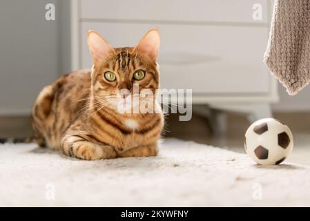 Joli chat bengale avec une balle de football sur le sol à la maison. Banque D'Images