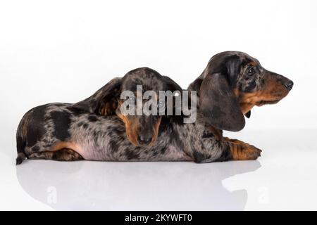 Une paire de chiots de dachshund en marbre aux cheveux lisses s'est fatiguée de la séance photo et s'est endormi l'un sur l'autre, isolé sur blanc Banque D'Images