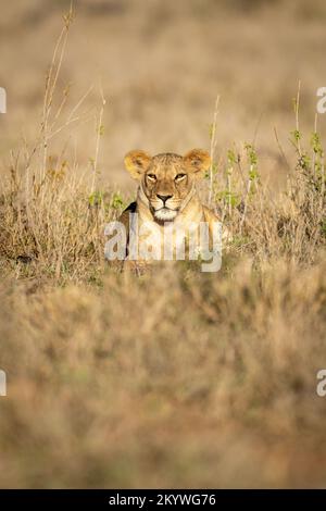 La lioness se trouve au soleil parmi les plantes verdoyantes Banque D'Images