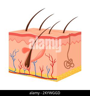 Peau humaine.Épiderme superposé avec follicule pileux, sueur et glandes sébacées.Anatomie de la peau saine médical vecteur 3d illustration.Derme et épiderme Illustration de Vecteur