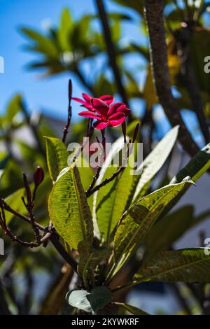 Frangipani Plumeria fleur rose foncé arbre tropical Banque D'Images