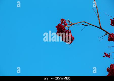 Grappes rouges de cendres de montagne sur une branche à la fin de l'automne. Baies rowan rouges contre un ciel bleu. Nom latin Sorbus aucuparia L. Banque D'Images