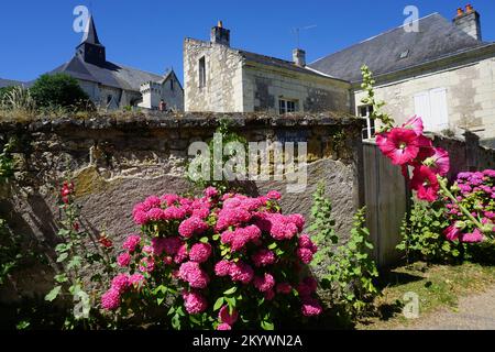 Vue sur le vieux village en pierre de St Martin de Candes dans la vallée de la Loire, France avec hortensia rose en fleur Banque D'Images