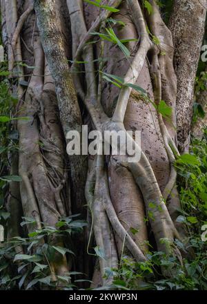 Détail d'un figue à étrangler ou d'un ficus qui pousse autour d'un autre tronc dans la forêt tropicale, Chiang Dao, Chiang Mai, Thaïlande Banque D'Images