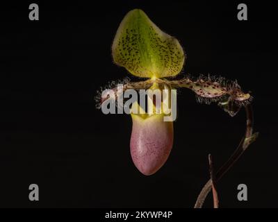 Vue rapprochée sur le côté de la fleur jaune-vert et pourpre de l'espèce d'orchidée de lady Slipper paphiopedilum moquetteanum en lumière du soleil isolée sur fond noir Banque D'Images