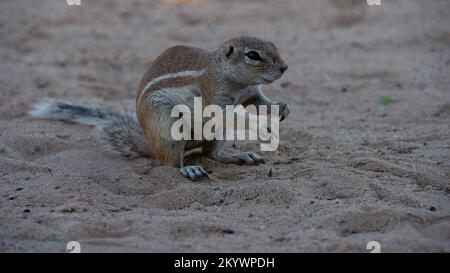 Écureuil (Xerus inauris) Parc transfrontalier Kgalagadi, Afrique du Sud Banque D'Images