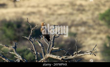 Parc transfrontalier Tawny Eagle (Aquila rapax) Kgalagadi, Afrique du Sud Banque D'Images