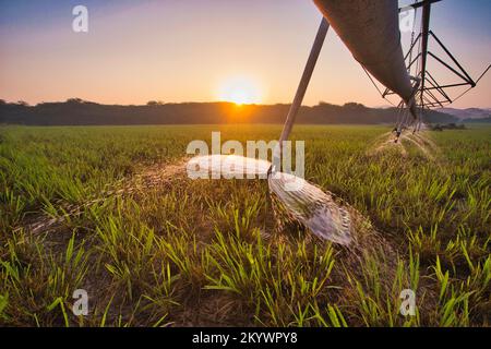 Terre agricole du désert arabe Banque D'Images