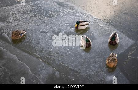 Les canards se reposent et nagent sur un morceau de banquise dans une rivière gelée en hiver Banque D'Images