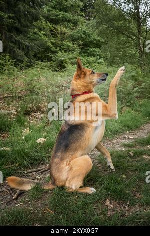 Croix de Berger allemand Saluki donnant patte Banque D'Images