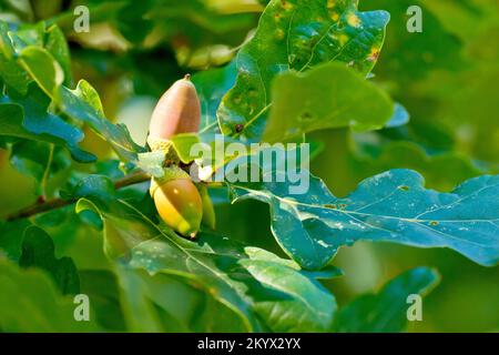 Chêne sessile ou de mât (quercus petraea), gros plan d'un amas d'acornes se cachant parmi les feuilles de l'arbre en automne. Banque D'Images