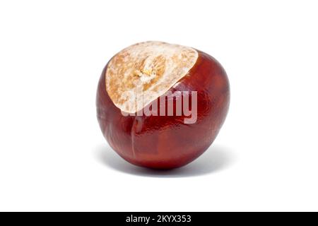 Chestnut de cheval ou Conker (aesculus hippocastaneum), gros plan d'un seul fruit ou d'un seul écrou isolé sur un fond blanc. Banque D'Images