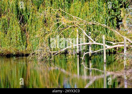 Les branches coulantes d'un saule pleureux (salix babylonica) et d'un arbre mort se reflètent dans les eaux calmes de l'étang Keptie à Arbroath, Angus, Écosse. Banque D'Images