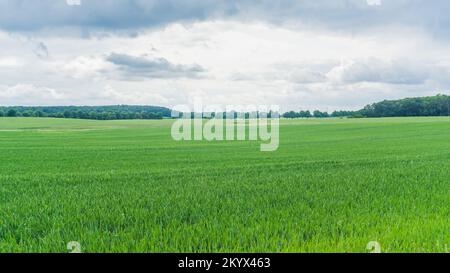 Champs verts près de Benzin dans le Mecklembourg avec forêt et milles de vent en arrière-plan Banque D'Images