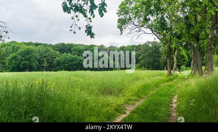 Route rurale avec champs verts et forêt près de Benzin dans le Mecklembourg Banque D'Images