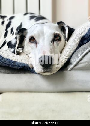 Un chien dalmatien au repos Banque D'Images